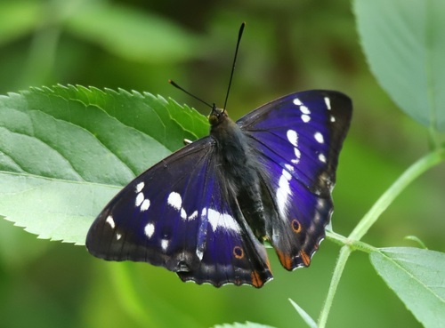 Apatura iris (Linnaeus, 1758)