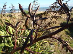 Phormium