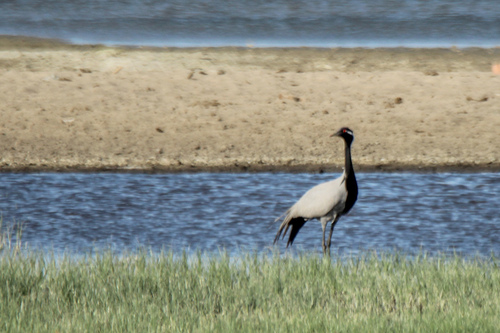 Grulla damisela (Grus virgo)