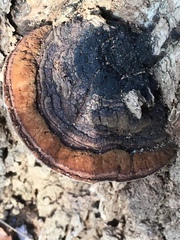Phellinus everhartii