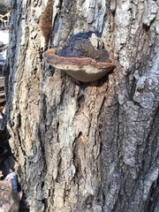 Phellinus everhartii