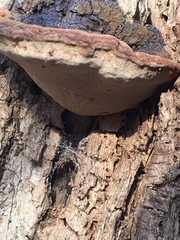 Phellinus everhartii