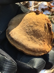 Phellinus everhartii