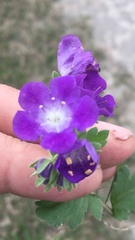 Phacelia patuliflora