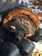 Phellinus everhartii