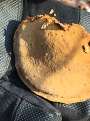 Phellinus everhartii