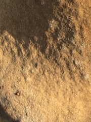 Phellinus everhartii