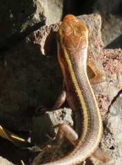 Trachylepis depressa