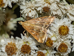 Loxostege munroealis