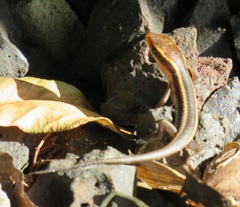 Trachylepis depressa