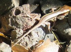 Trachylepis depressa