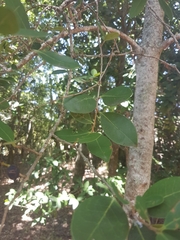 Chionanthus foveolatus
