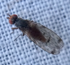 Palloptera scutellata