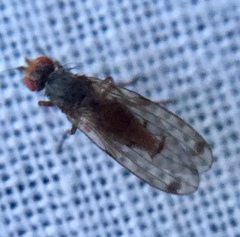 Palloptera scutellata