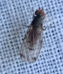 Palloptera scutellata