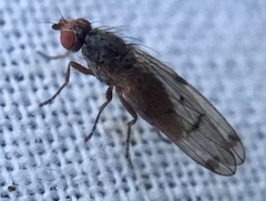 Palloptera scutellata