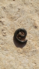 Archispirostreptus syriacus