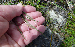 Amphibromus fluitans