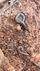 Archispirostreptus syriacus