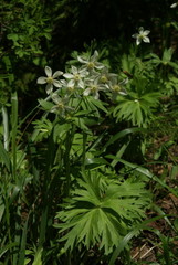 Anemonastrum biarmiense