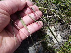 Amphibromus fluitans