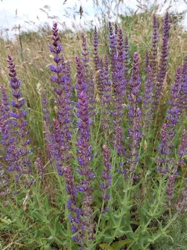 šalvia hájna (Salvia nemorosa)