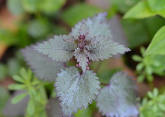 Urtica chamaedryoides