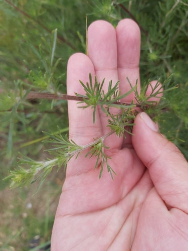 palina poľná (Artemisia campestris)
