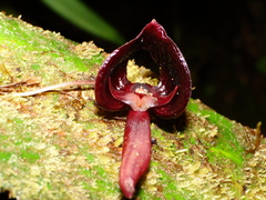 Pleurothallis ruberrima
