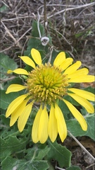 Tetragonotheca repanda