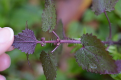 Urtica chamaedryoides