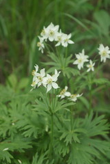 Anemonastrum biarmiense