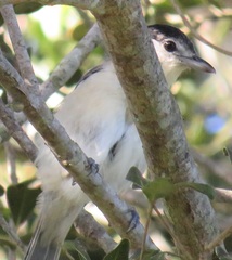 Dryoscopus cubla hamatus