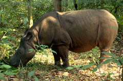 Sumatran Rhinoceros photo 2