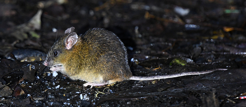 Sumatran Spiny Rat (Maxomys hylomyoides) — Data Deficient Mammalia