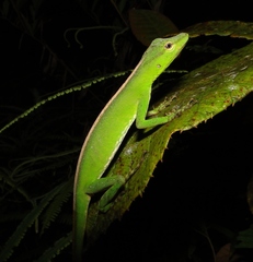 Anolis soinii