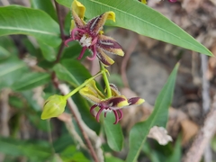 Silk Vine (Periploca graeca)