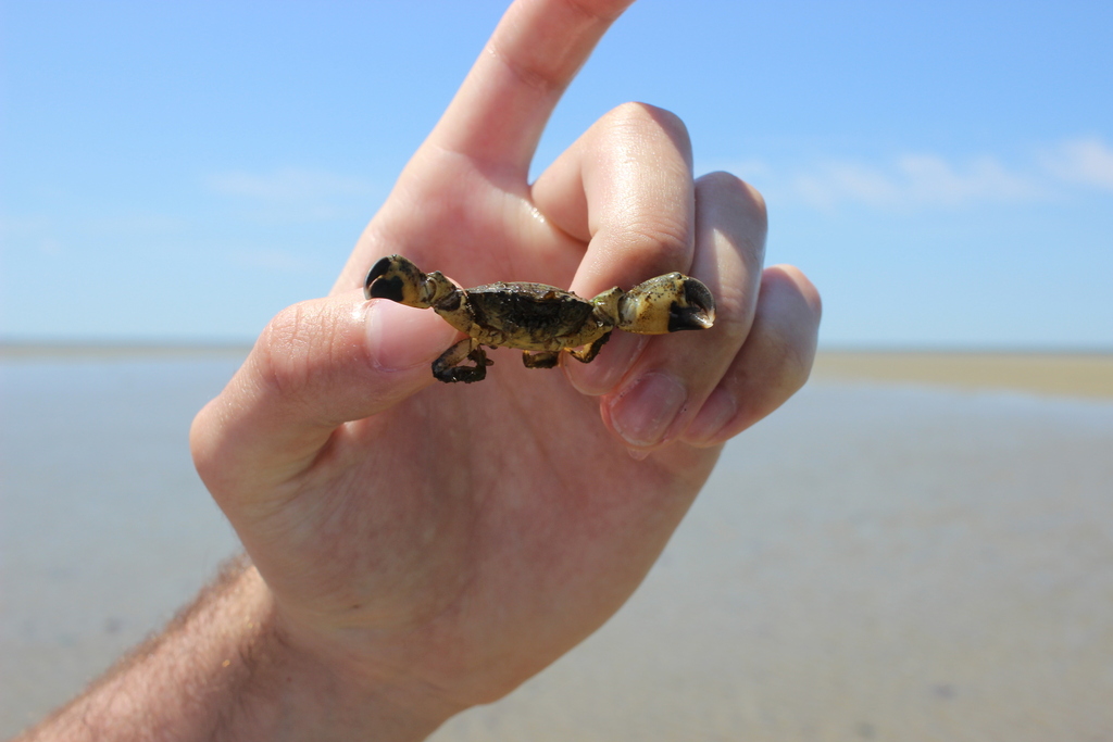 Small Mud Crab from North Eastham, Eastham, MA, USA on June 23, 2019 by ...