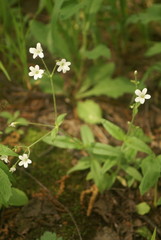 Cerastium pauciflorum