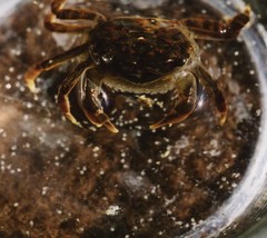 Pseudogaetice americanus