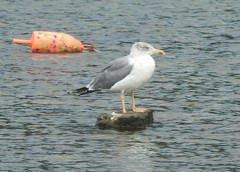 Larus michahellis atlantis