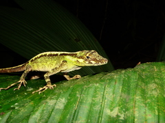 Anolis podocarpus