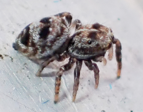 Flower Jumping Spider photo 2