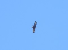 Buteo buteo rothschildi
