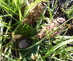 Ledebouria ovatifolia ovatifolia