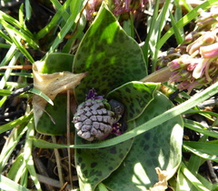 Ledebouria ovatifolia ovatifolia