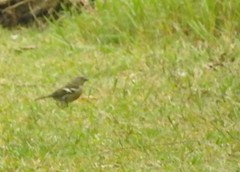 Fringilla coelebs moreletti
