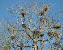Ardea herodias fannini