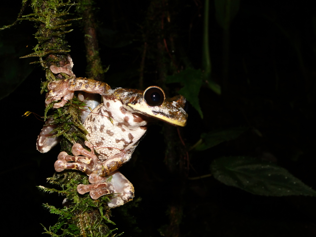 Rio Zamora Spiny-Backed Frog
