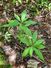 Oclemena acuminata image